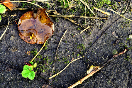 water on a fallen leaf after rain