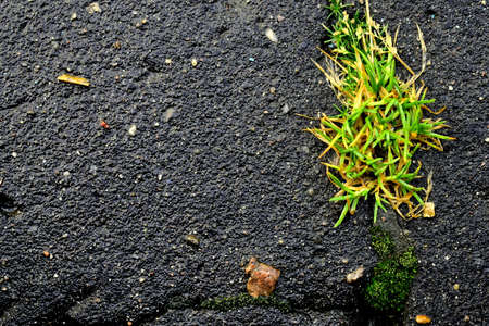 grass and moss in cracked asphaltの写真素材