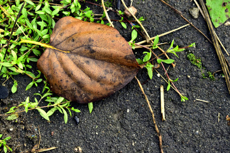 fallen leaves and small grass on the asphaltの写真素材