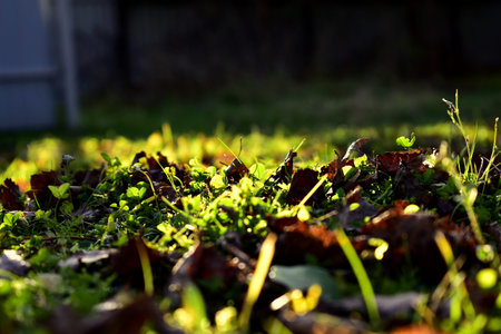 fallen leaves and grass in autumn