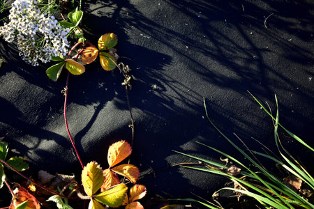 leaves and flowers on black fabric