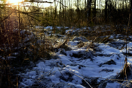 frost on the grass in the sunの写真素材