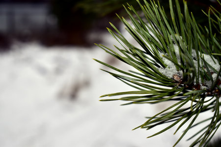 pine branch with needles and snowの写真素材
