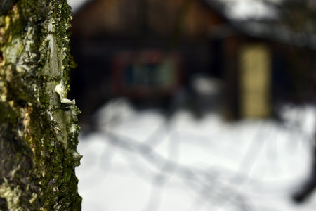 birch bark on the background of a wooden houseの写真素材