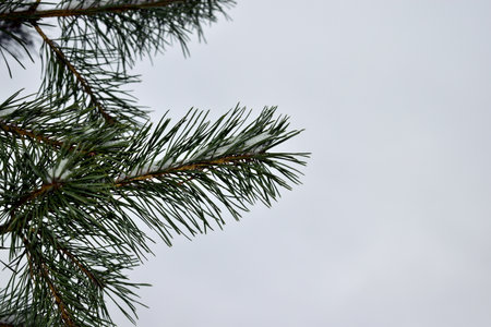 pine branches against a gray skyの写真素材