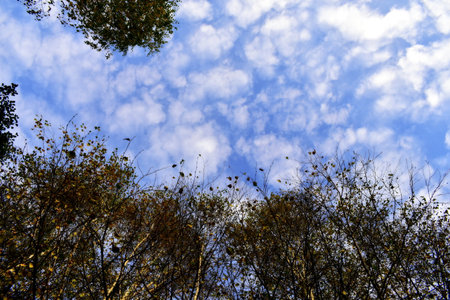 tree tops and sky with cloudsの写真素材