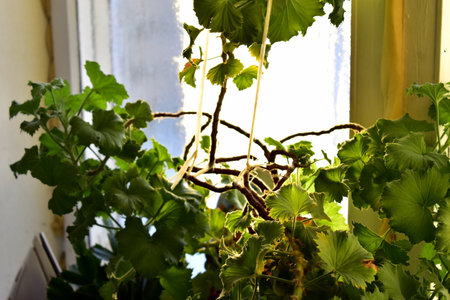 geranium leaves on the windowsillの写真素材