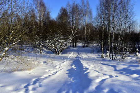 snow-covered path through the forestの写真素材