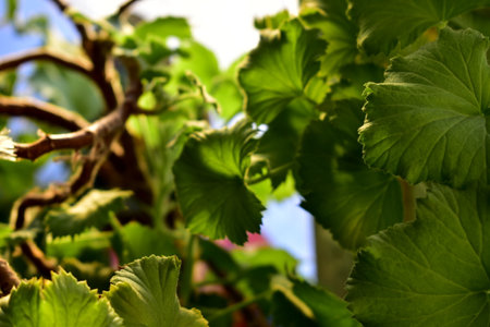 geranium leaves on the windowsillの写真素材