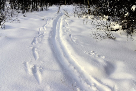 ski tracks in the snowの写真素材