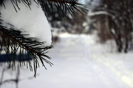 snow on a pine branchの写真素材
