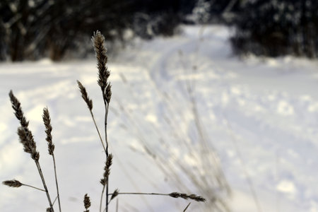 stalk of dry grass with seeds in winterの写真素材