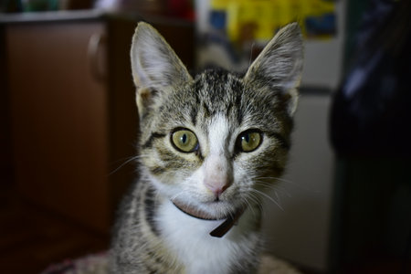 kitten looking at the cameraの写真素材