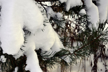 snow on a pine branchの写真素材