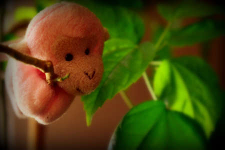 soft toy on a branch of a room roseの写真素材
