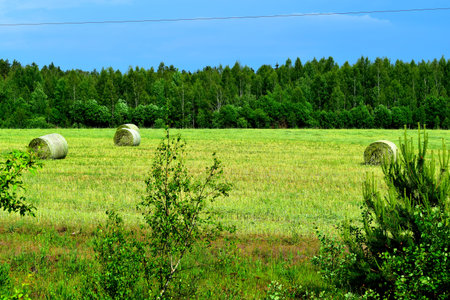 Summer landscape with hay bales in the field and forest in the background