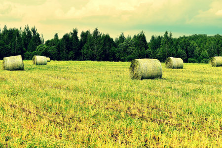 Hay bales on the field in the summer. Rural landscape.