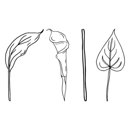 Calla flower contour line isolated on a white background. Set of black and white illustrations. Doodles. Elegant flowers for lovers, wedding, decoration, postcards. Vector illustrationのイラスト素材