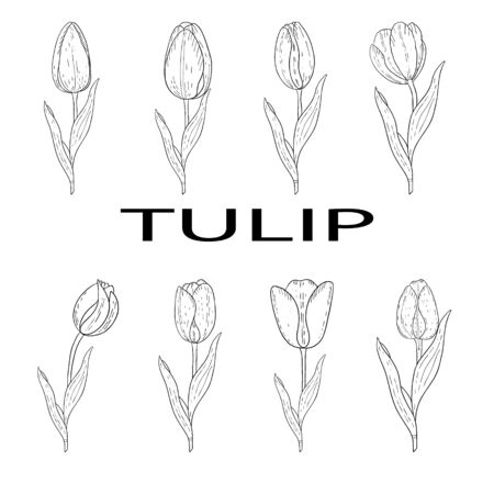 Set of tulips hand drawn outline.Black and white image.Coloring.Spring flowers.Isolated on a white background.Bouquet for the holiday.Vector imageのイラスト素材