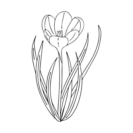 Crocus outline drawing.The first spring flowers in the Doodle style.Black and white image.Coloring of flowers.Floristics for decoration, postcards, weddings, birthdays.Vector illustrationのイラスト素材