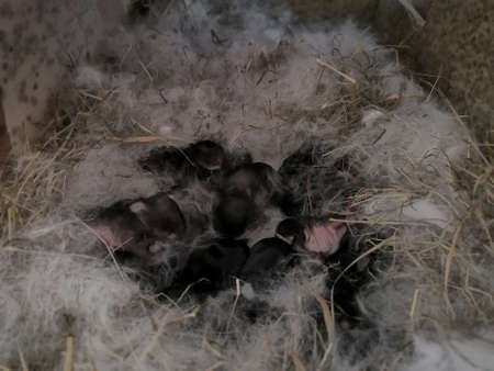 Rabbit, bunny Rabbit Nest many bunnies, rabbit baby, newborn, animal baby, animal babies, Beautiful white bunny, white rabbit animal, animals, pets, pet animal farmの写真素材