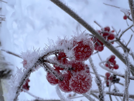 Berries of red viburnum in winter on a branch. High quality photo
