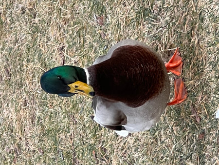 Mallard duck stands on the ground. High quality photoの写真素材
