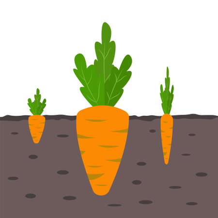 Carrots growing in the ground. Three sizes of carrots.のイラスト素材