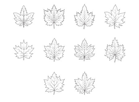A set of maple autumn leaves. outline drawing of leaves.のイラスト素材