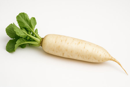 A whole parsnip or daikon of light cream color with vertical lines and small roots is depicted on a white background. Green top with leaves and stemsの素材