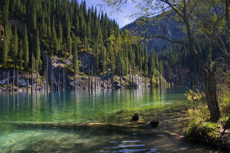 Tree in a lake on a background mountains and fir-treeの写真素材