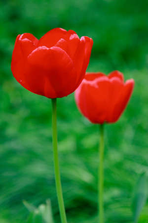 Two tulips over green blurry backgroundの写真素材