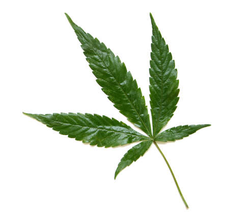 Leaf of marijuanaの写真素材