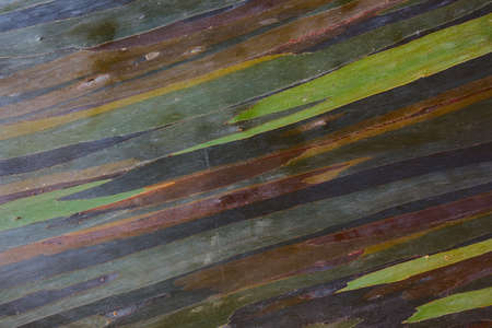 colorful abstract pattern of rainbow eucalyptus tree barkの写真素材