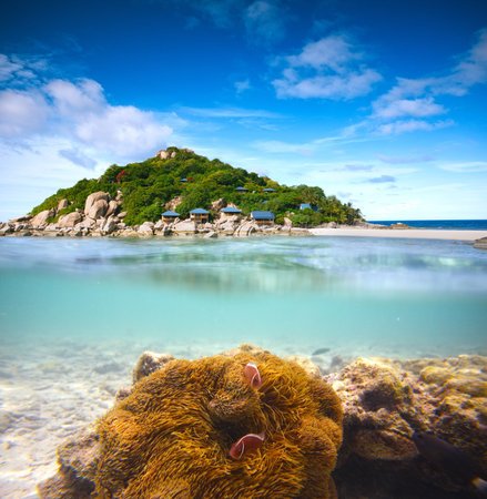 Corals, clownfish and palm island - half underwater shoot  Thailand, Koh Nang Yuanの写真素材