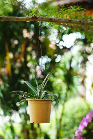 Hanging Garden. A flower pot, hanging on bench in the park. Contrast of green colors. Vertical format photography, nobody in sight.の写真素材