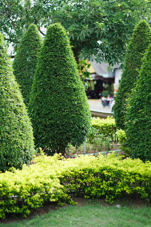 Landscaping in the gardenの写真素材