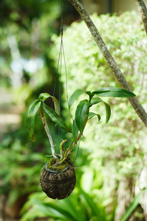 Hanging Garden. A flower coconut pot, hanging on bench in the park. Contrast of green colors....