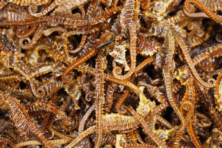 Many dried Sea Horseの写真素材