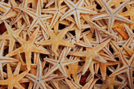 Many dried sea starsの写真素材