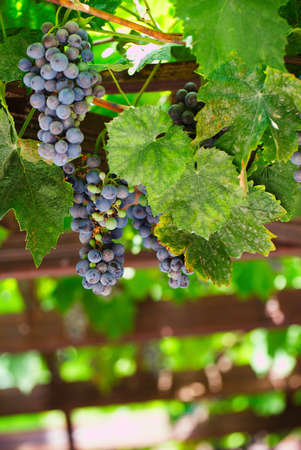 Grapes in vineyard. Black grapes and vine leaves. Shallow depth of fieldの写真素材