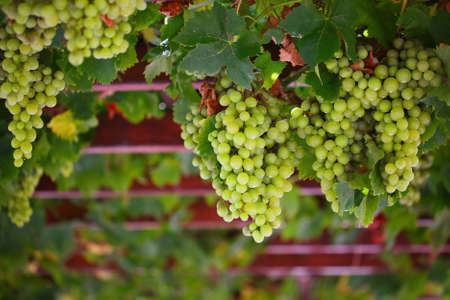 White grapesの写真素材