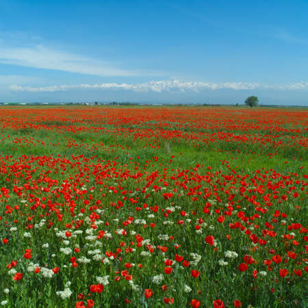Wide meadow with red poppies and white prairie flowersの写真素材