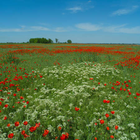 Wide meadow with red poppies and white prairie flowersの写真素材