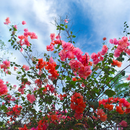 Close up of red Bougainvillea or paper flowers blossom on cloud sky
