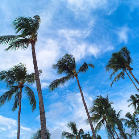 Palm trees on blue sky and white cloudsの写真素材