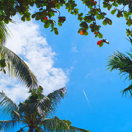 Contrail In Blue Sky. Plane, Clear Sunny Sky Background over palm treesの写真素材