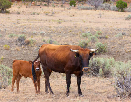 A cow grazes with her calf in the Utah desertの写真素材