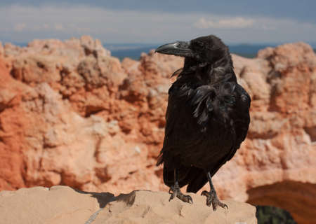 A raven poses near Natural Bridge in Bryce Canyon National Park, Utahの写真素材