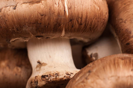 Macro Portabello Mushroomsの写真素材